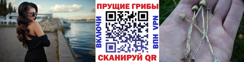 Галлюциногенные грибы мицелий  Нея 